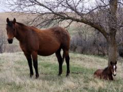 Pictured with 2019 foal.